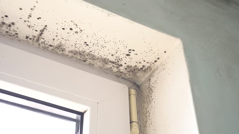 Best Mold Damage Restoration  in Orida Gulf Coast University, FL